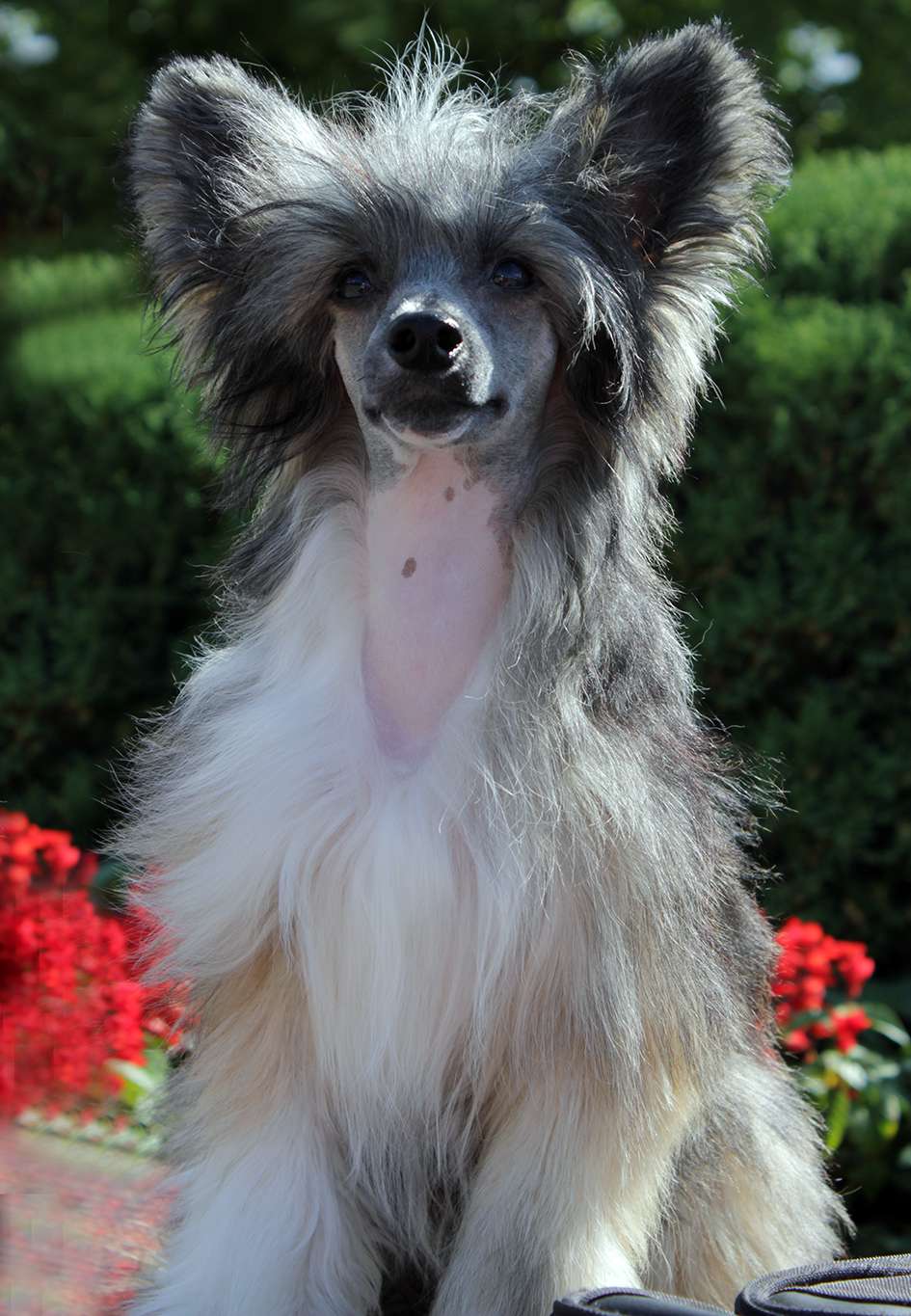 Twinkle Soul  YAvlenie