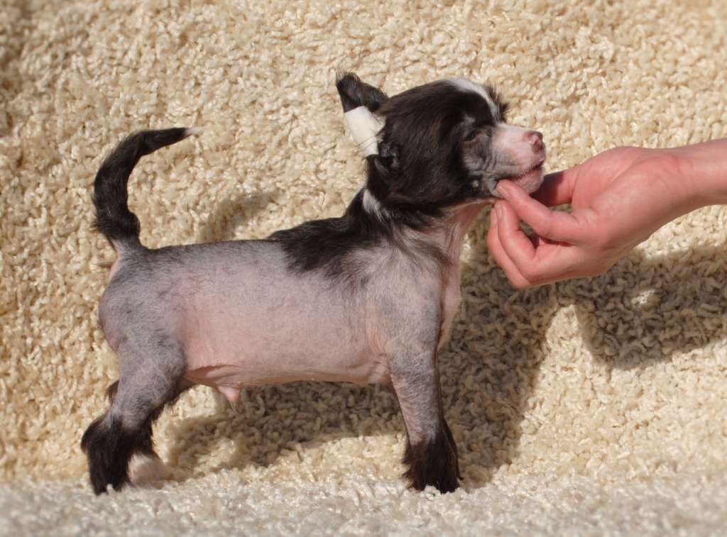 Lord Of the Rings Dom Risorto