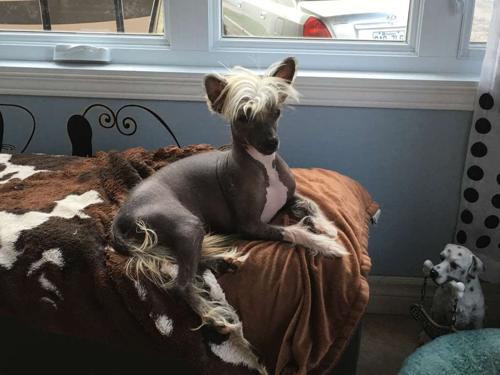 Kaylen's Tornado Chaser at White Magic