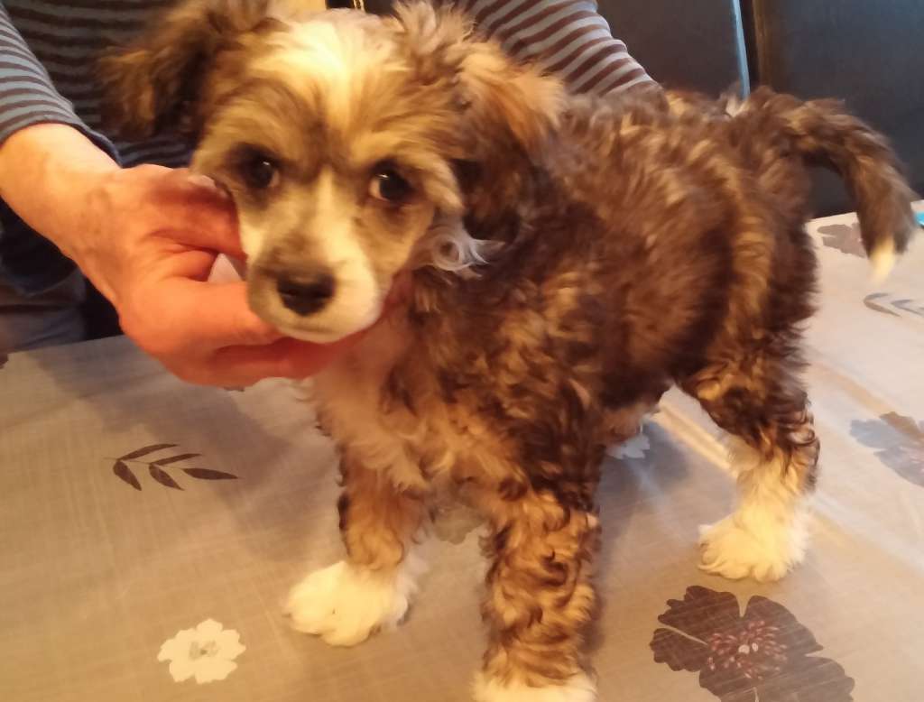 Nahkapartion Balthazar Braveheart