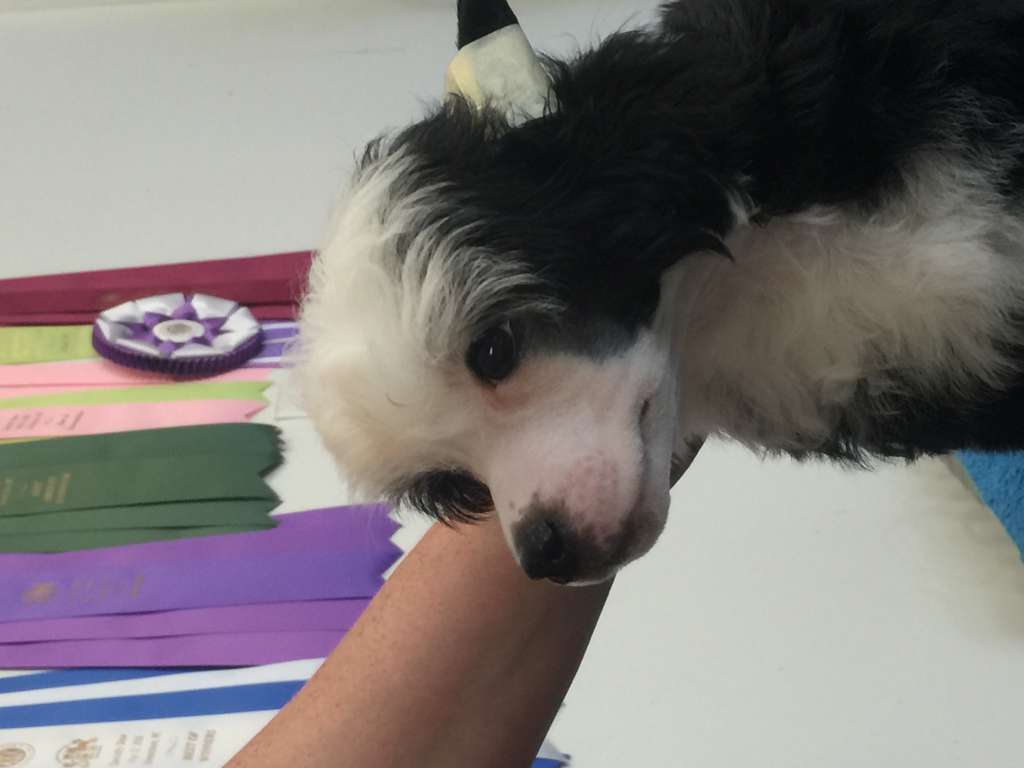 Zhen's Knock 'em Down