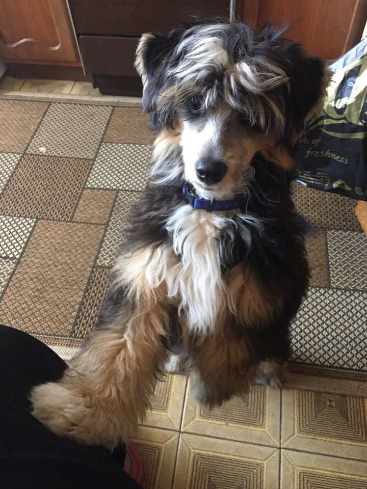 Sapfir iz Tsarskogo Sela Emir Rakesh