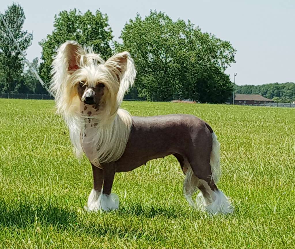 CH. Shumllea Press Release Jw  3cc 4rcc