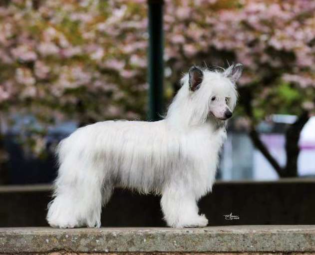 Rom.Ch. Shumllea Stop Press I'm Back to Kiristan