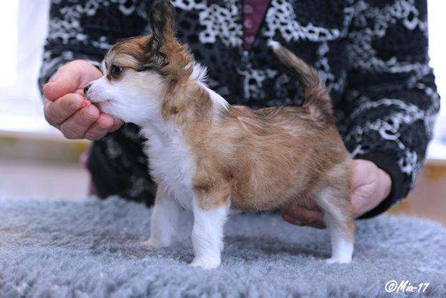 Windy Willow's My True Valentine