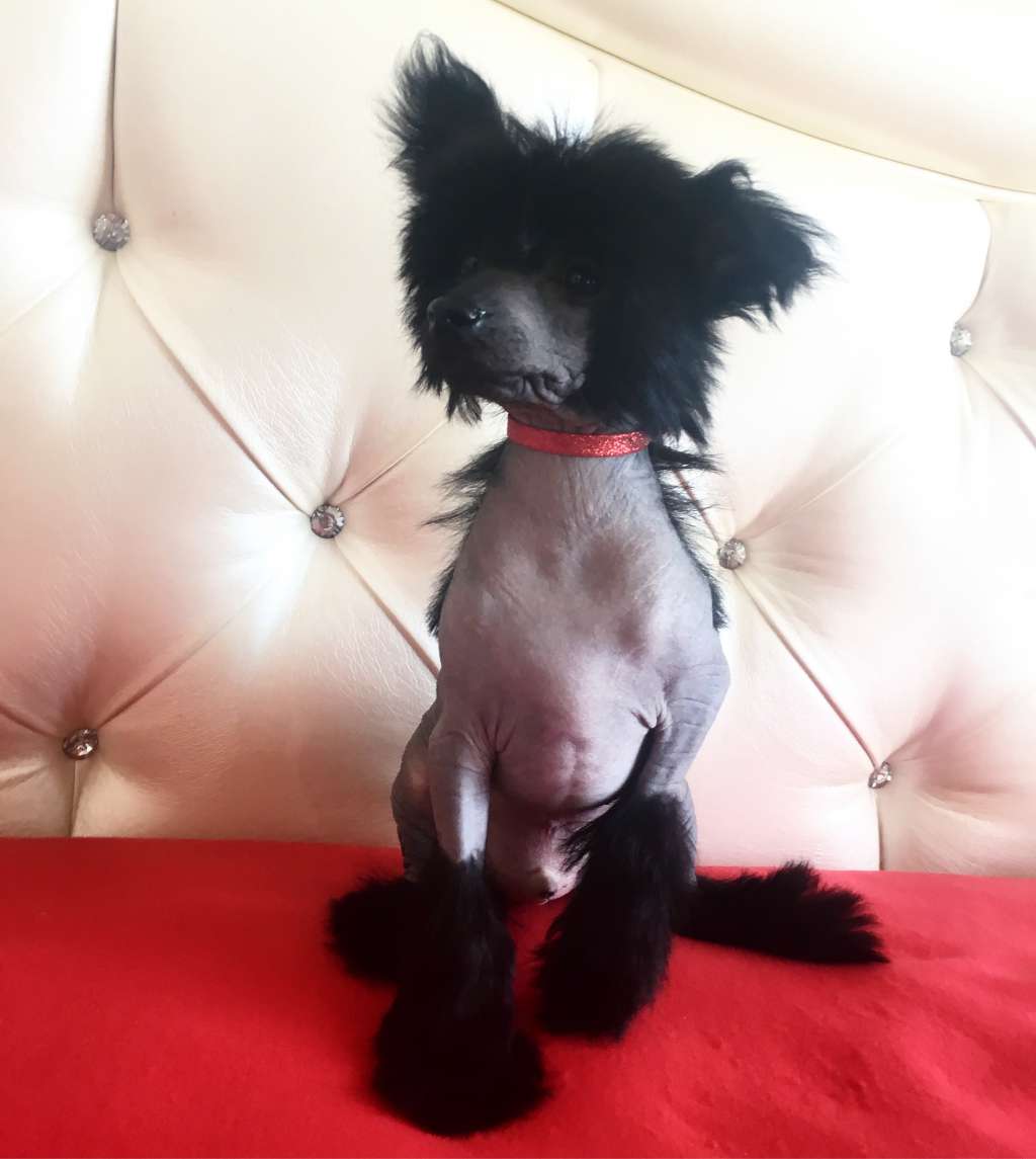 Barbello Vinsent Kassel