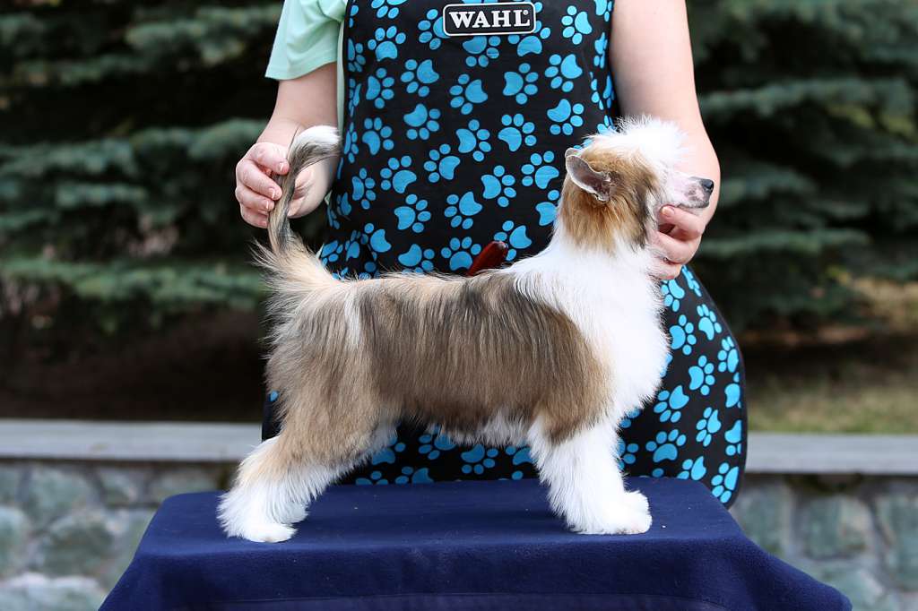 Incanto Del Mondo  Fiona Fuchsia