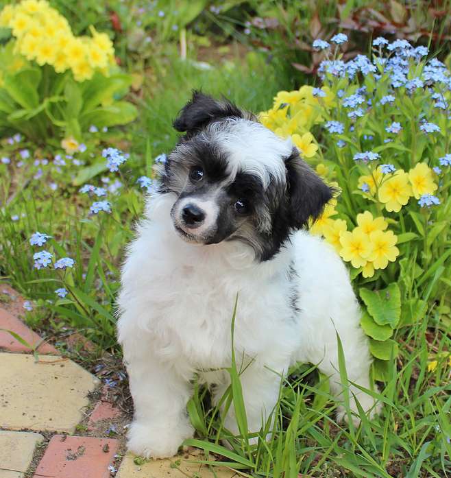 Angel O' Check Unets - Sorvanets