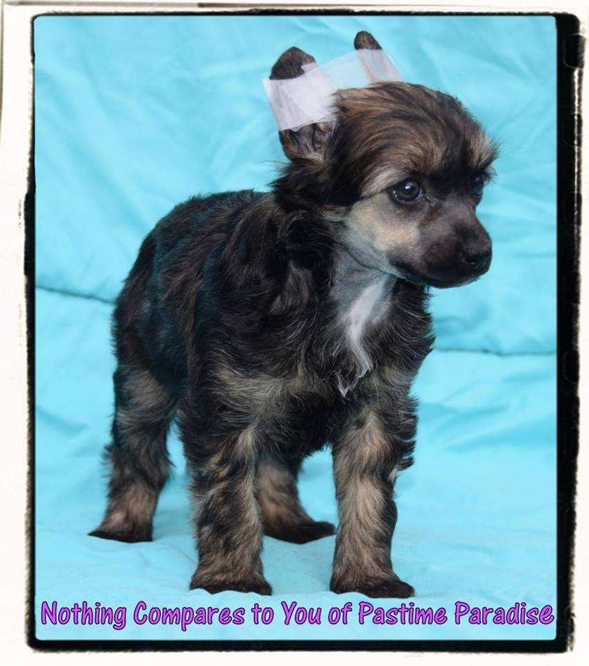 Nothing Compares To You Of Pastime Paradise