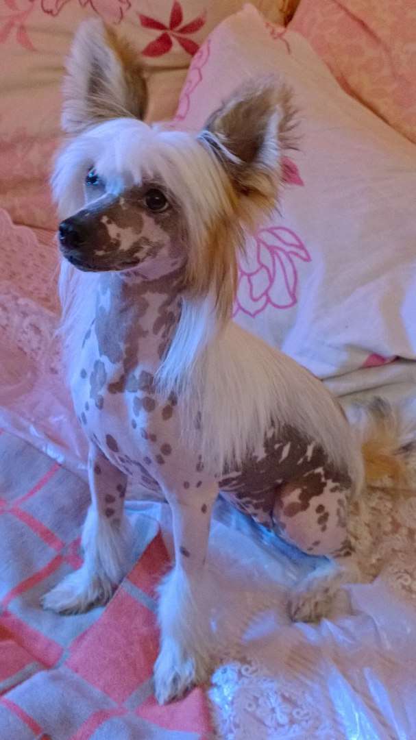 Sapfir iz Tsarskogo Sela Estefaniya