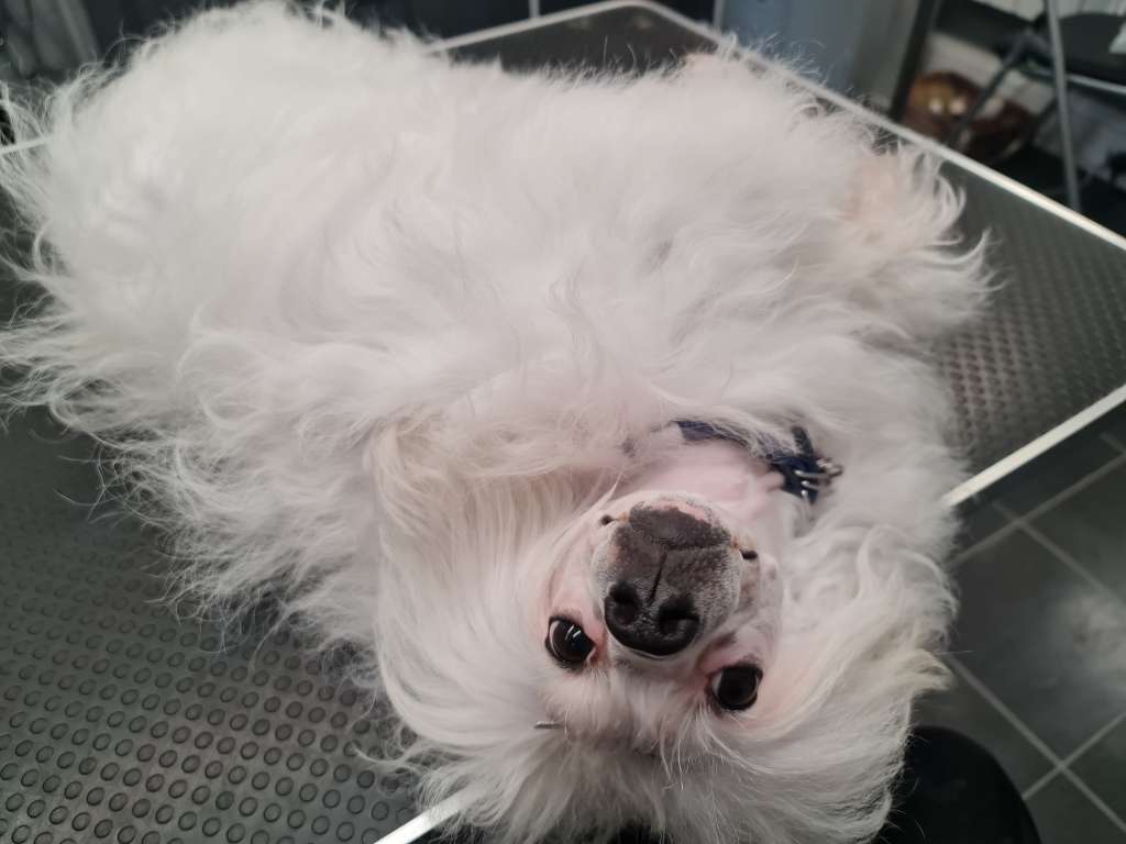 Scherzando Pride of Roxy  1 CC