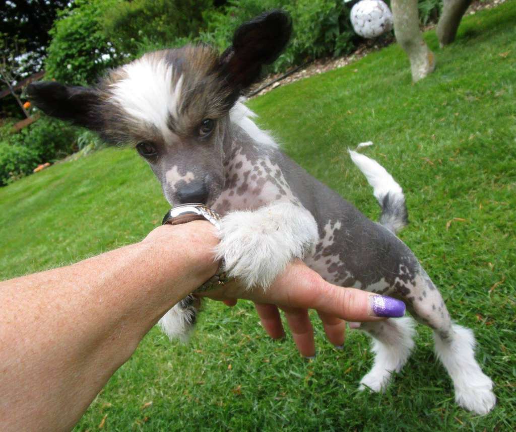 Scherzando Roxy's Dancer