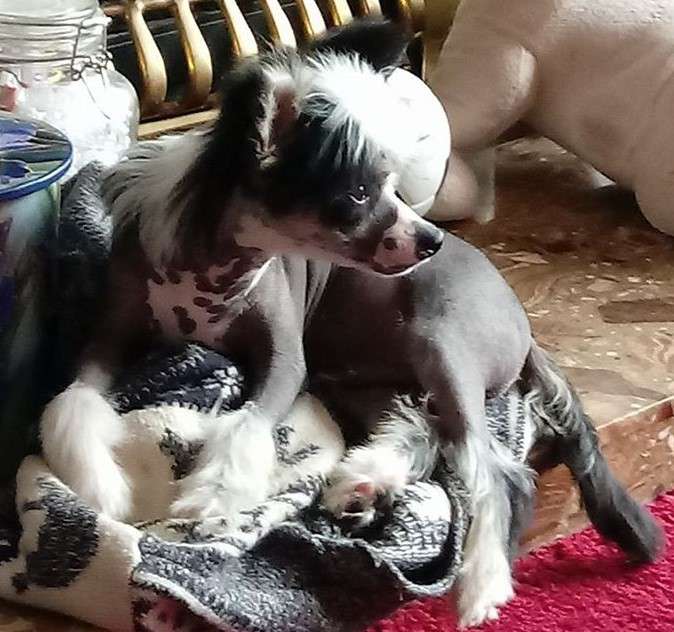 Scherzando Roxy's Blue Boy