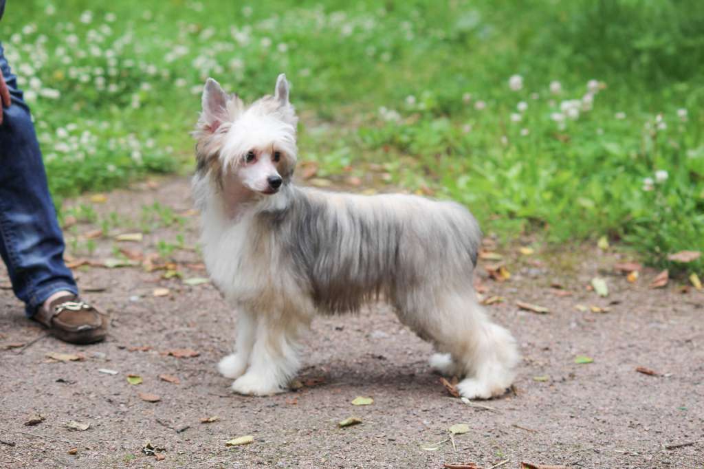 Luniks Stail Josephine