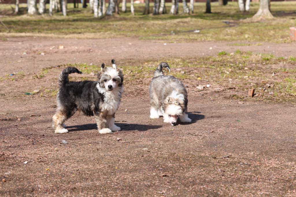 Luniks Stail Jaywalker