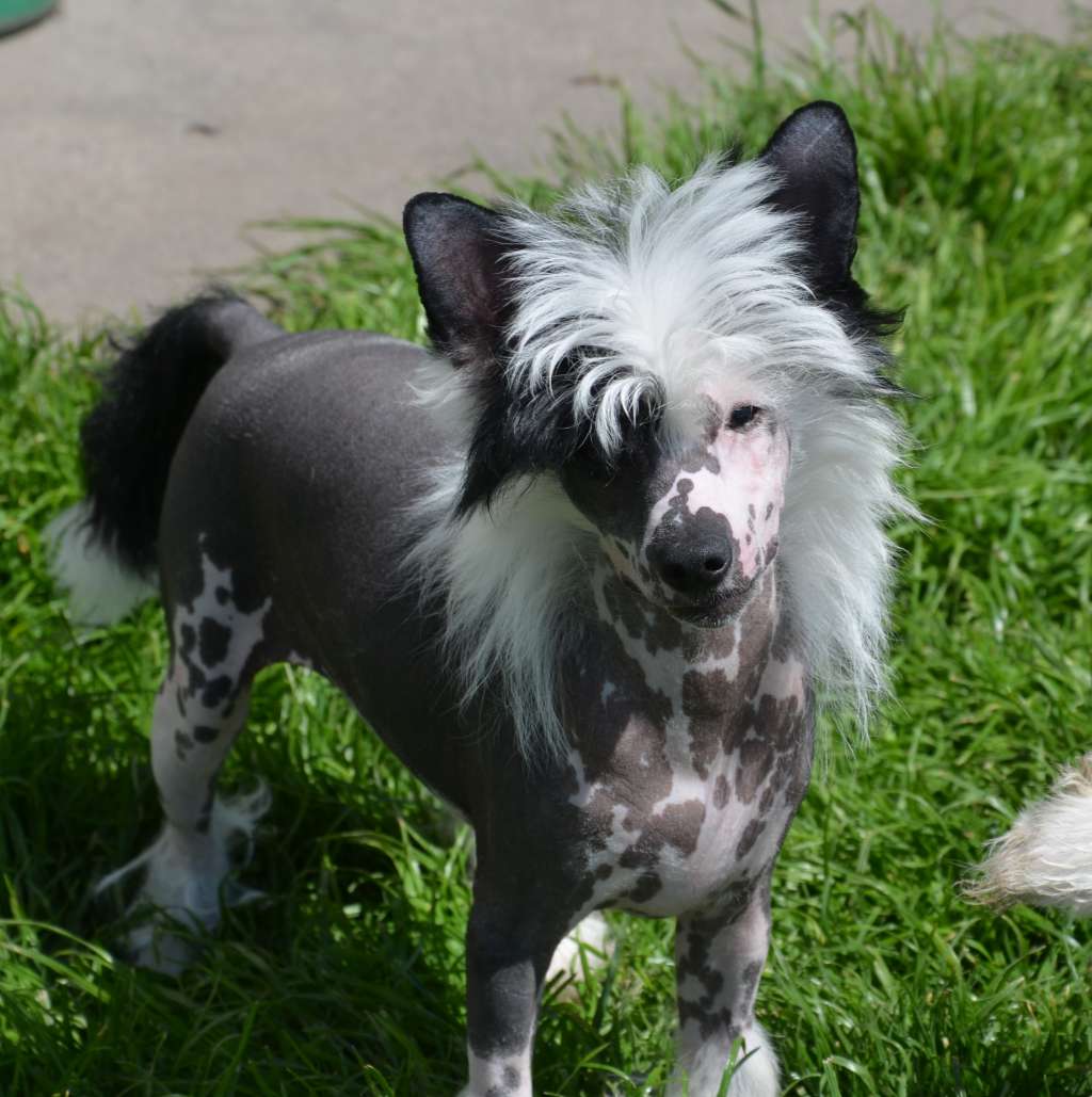 Can Can Magnum Cor FCI