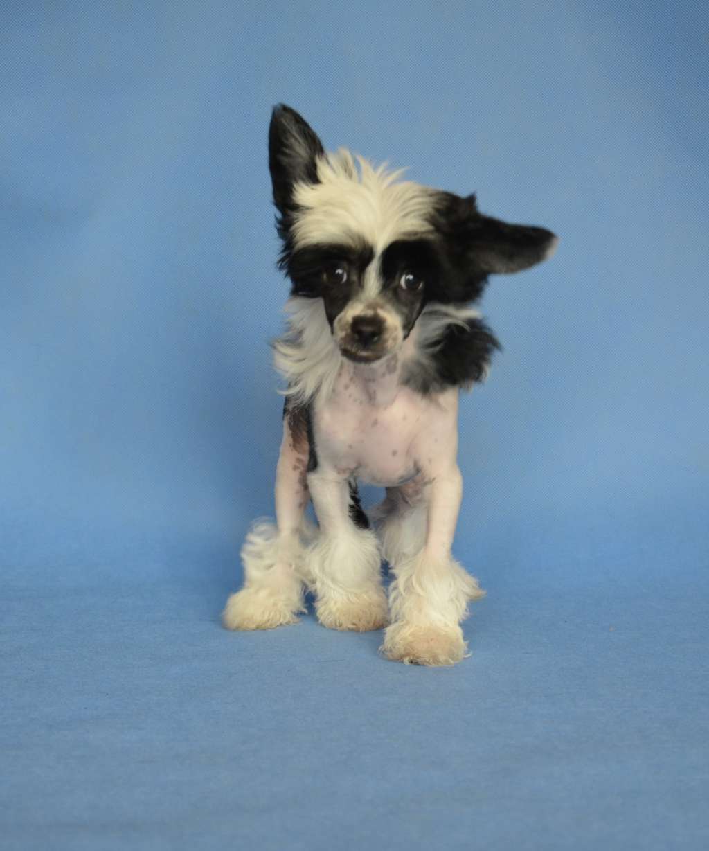 Cerutti Magnum Cor FCI