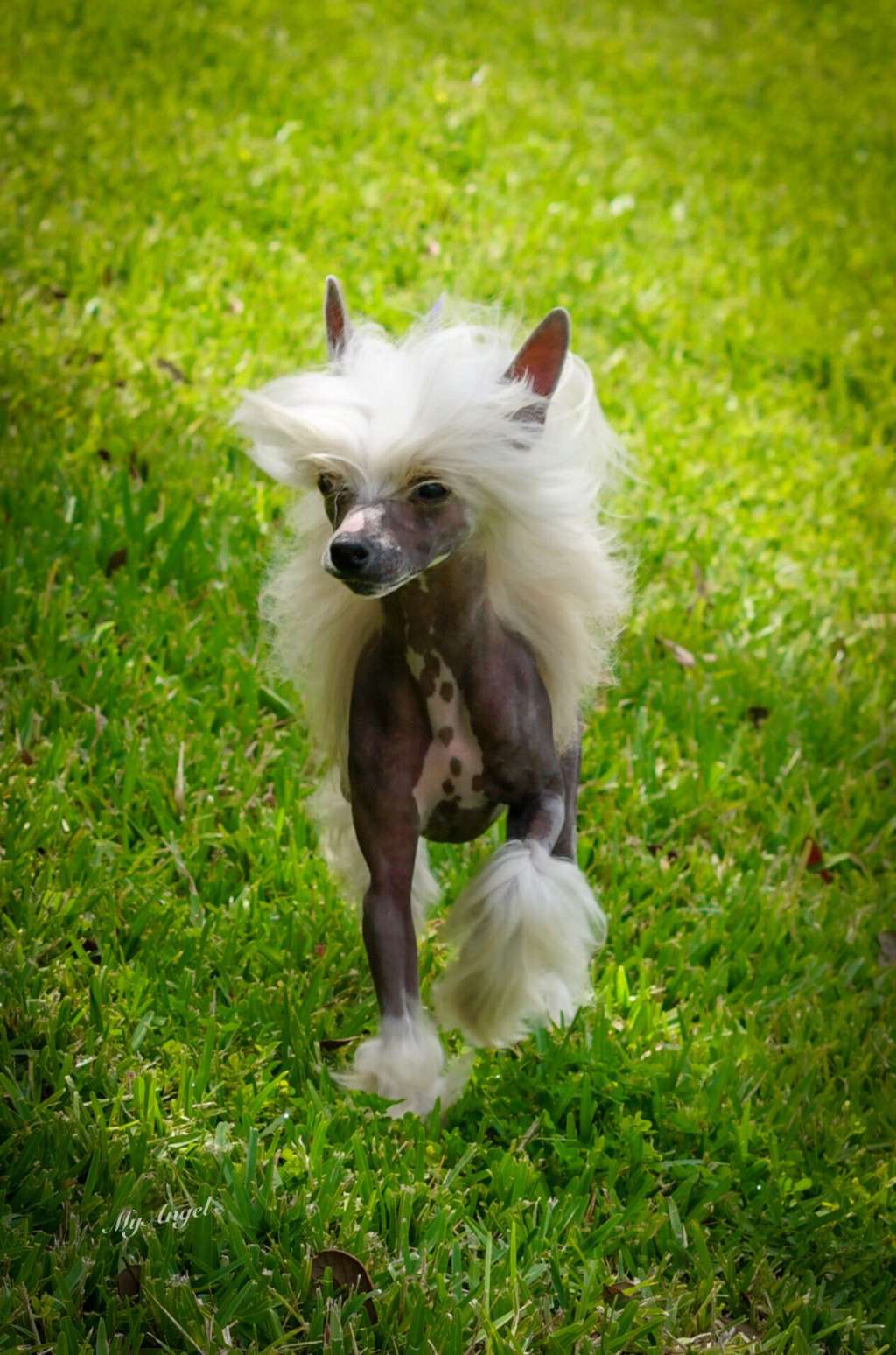 Cristall Makes Diesel Lethal