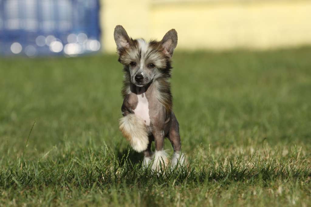 Vision Of Love Princes de la Roses