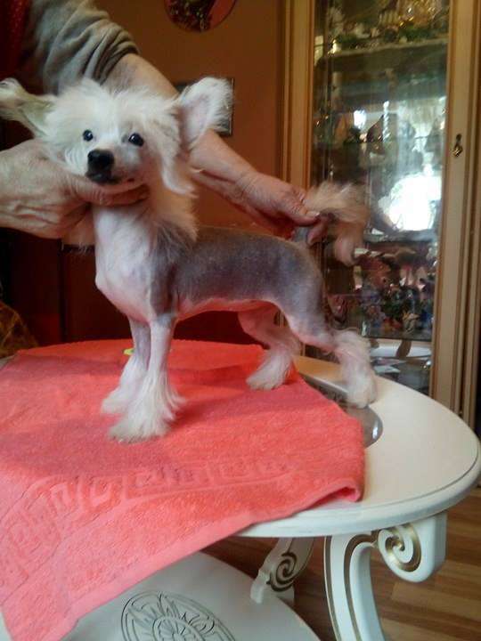 Vellar Pljus Fanta Estella