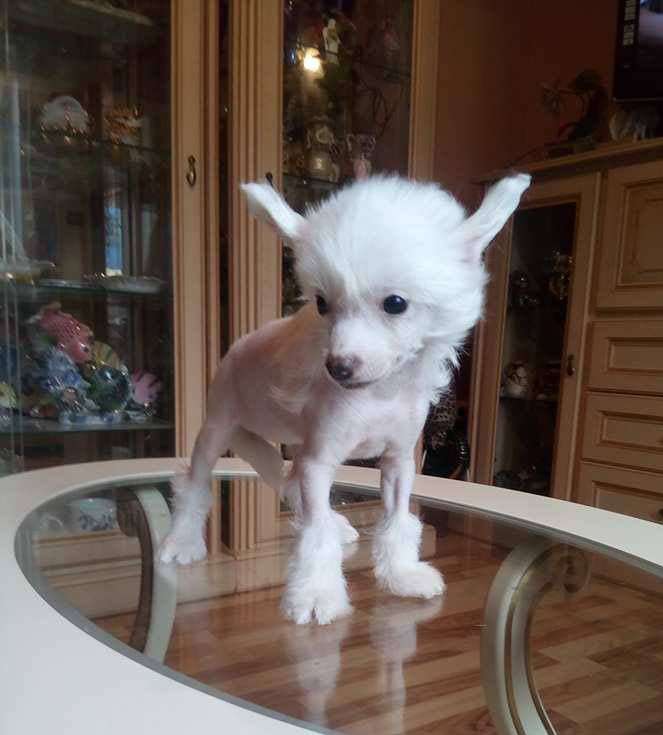 Vellar Pljus Fifi Solanzh