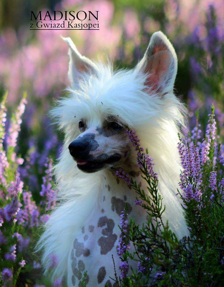 MADSON z Gwiazd Kasjopei