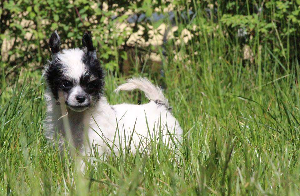 MAFFi z Gwiazd Kasjopei