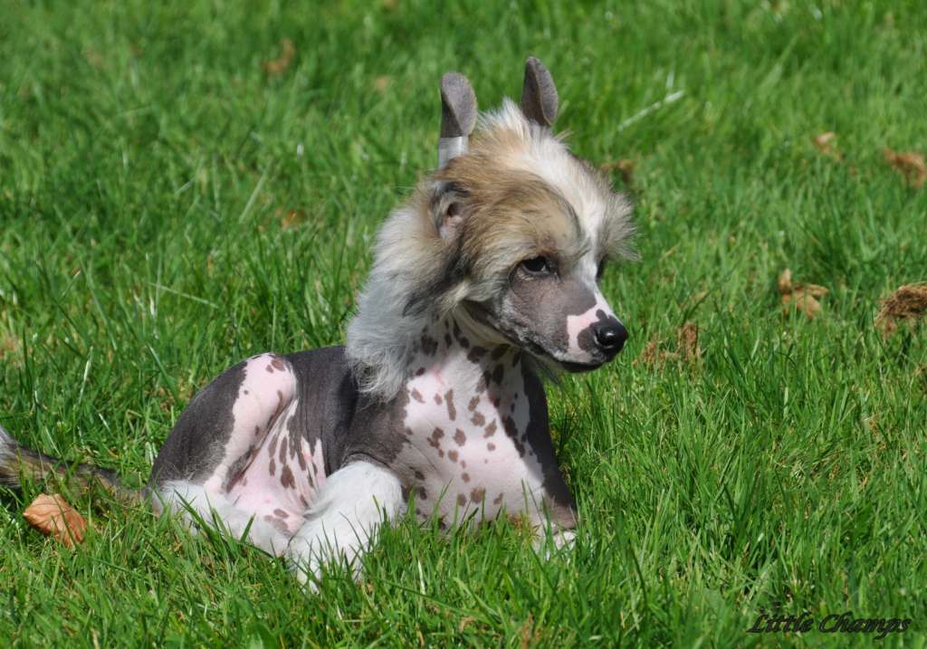 Napo'llon Little Champs