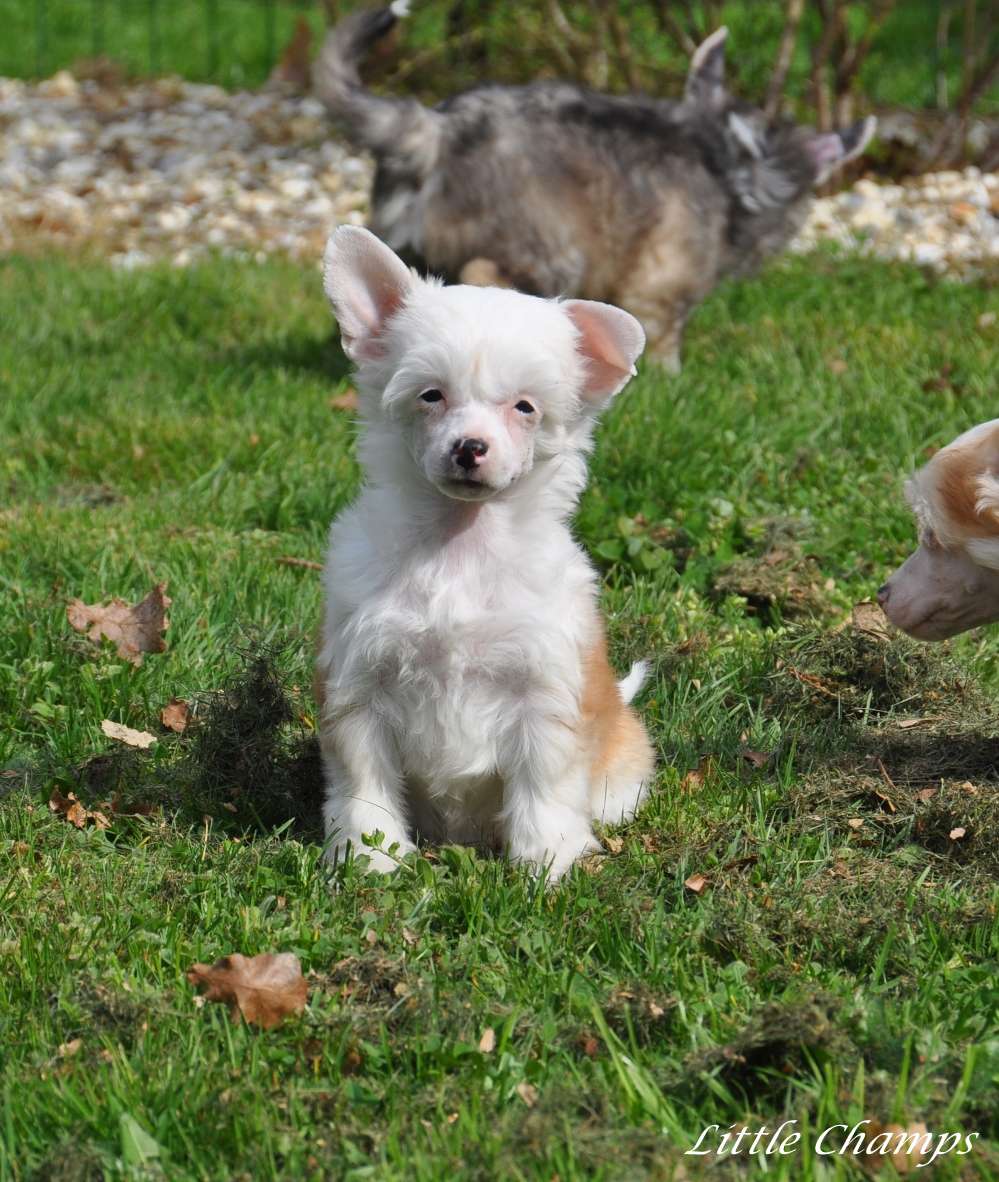 Napo'lita Little Champs