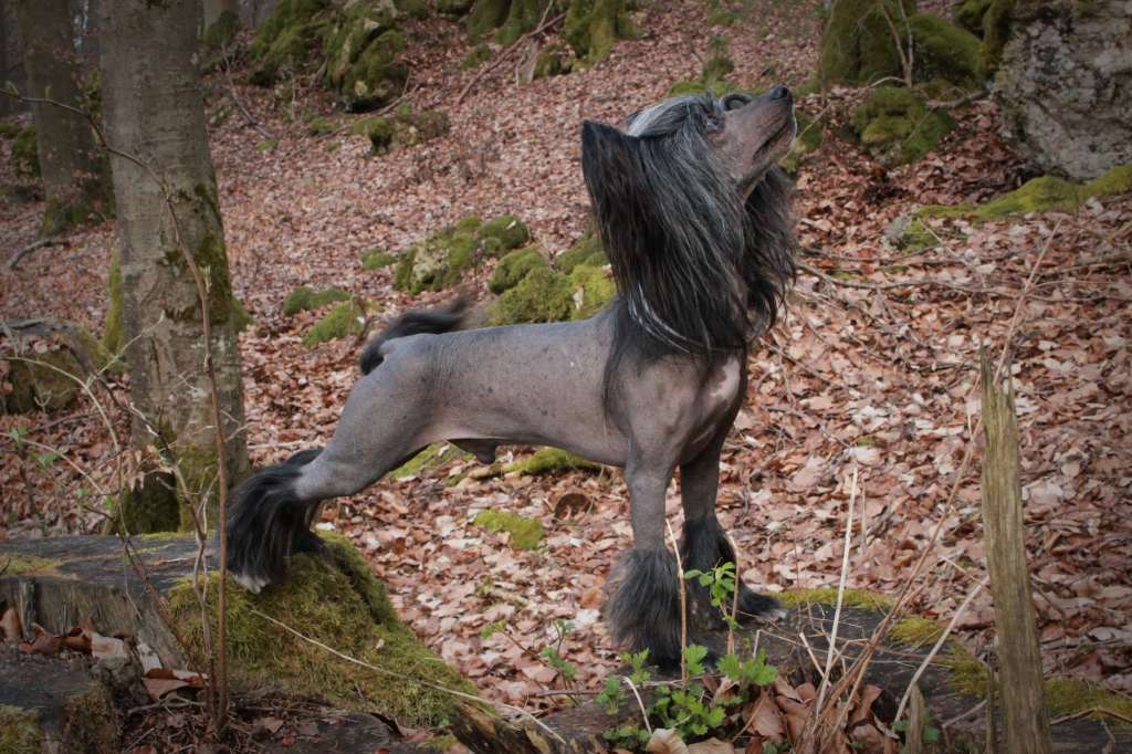 We Are Family Princes de la Roses