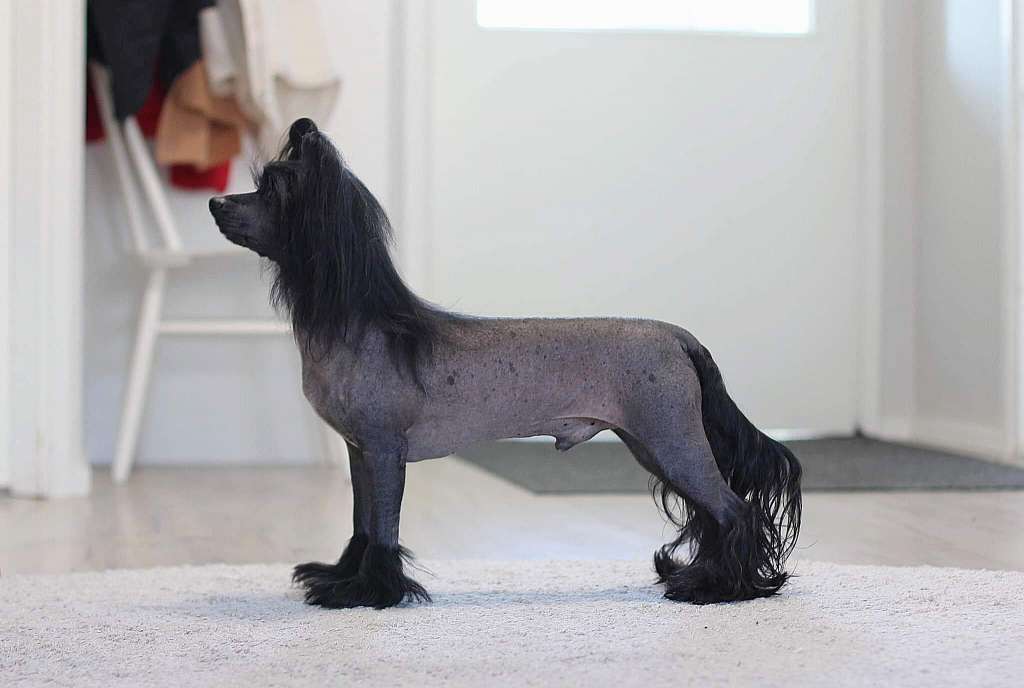 We Can't Stop Princes de la Roses