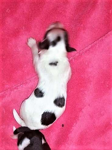 Hannibal vom Eifeldiamant