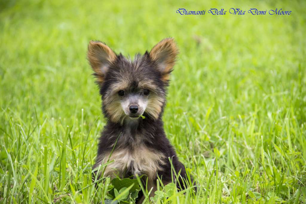 Diamanti Della Vita Demi Moore