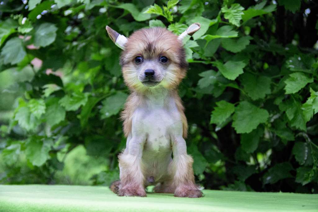 Diamanti Della Vita Dantes The Braveheart