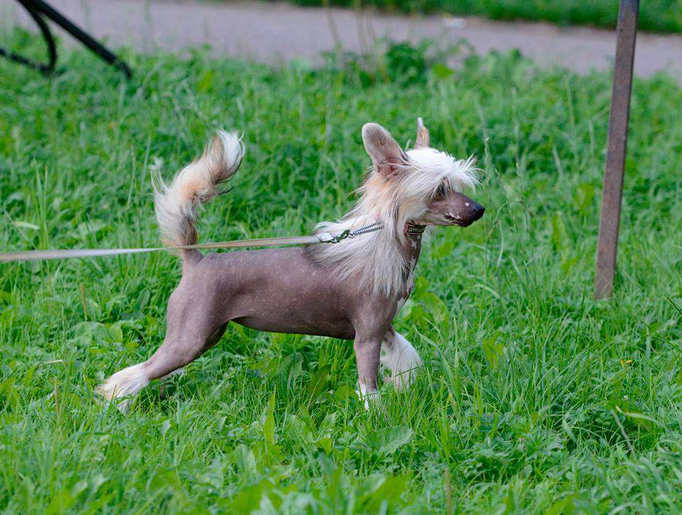 Bella Constanta Prada