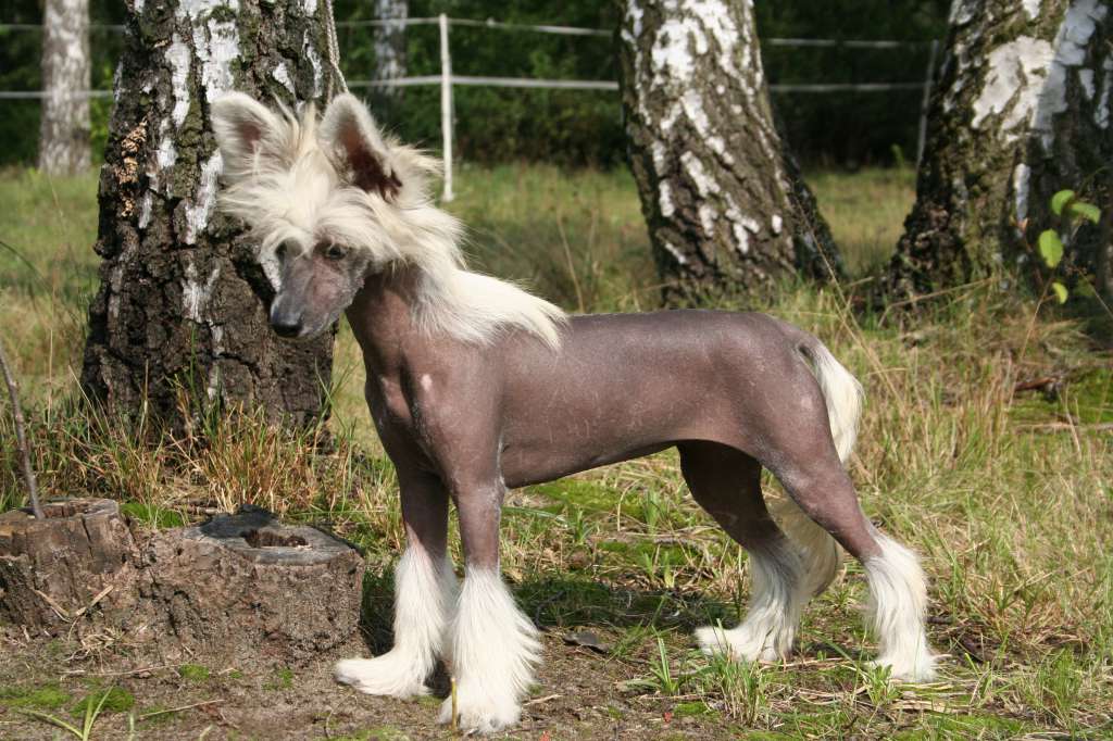 Primavera Sasima Fci