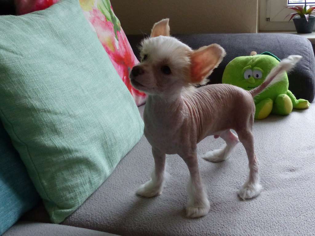 Fiyero vom Apfelland