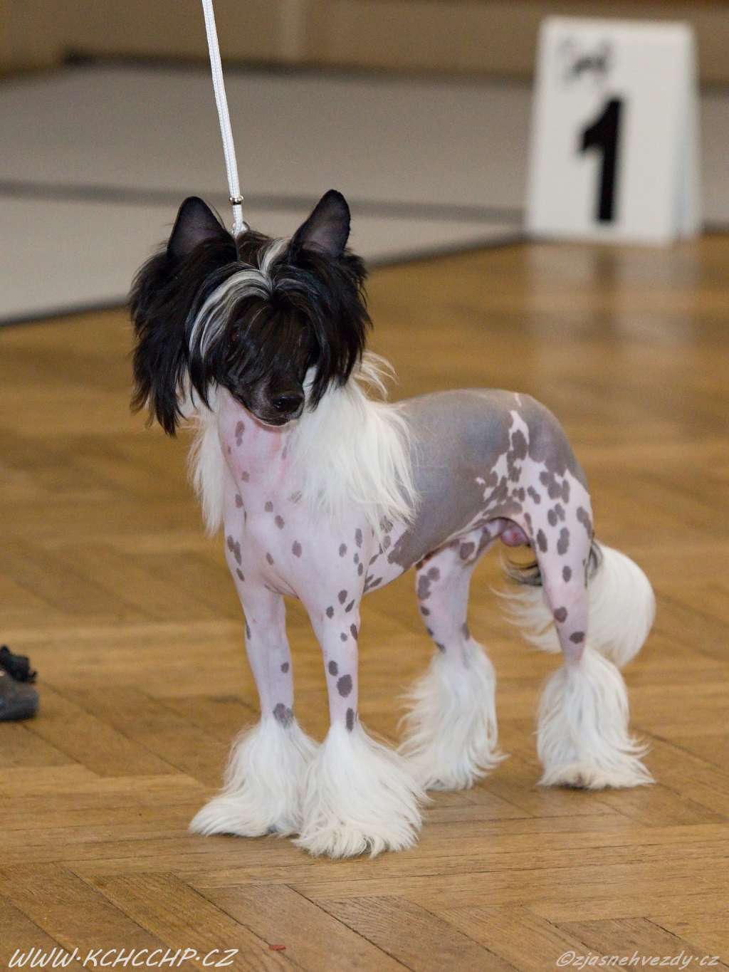 Perseus z Jasné hvezdy