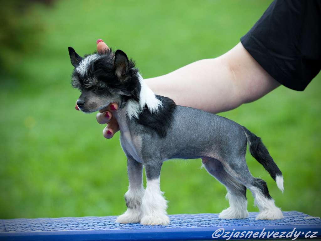 Panther z Jasne hvezdy