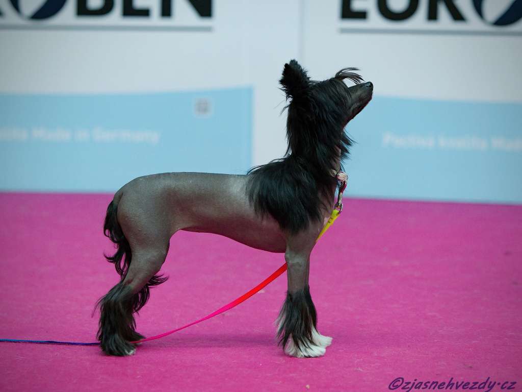 Perla z Jasne hvezdy