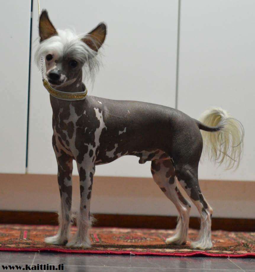 Zhannel's Holy Moley