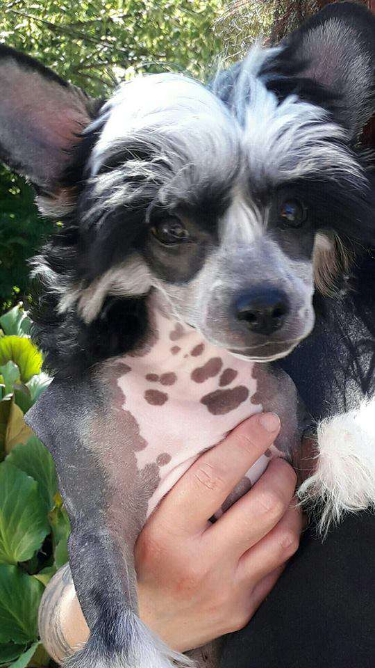 Bruner Summer Cherry