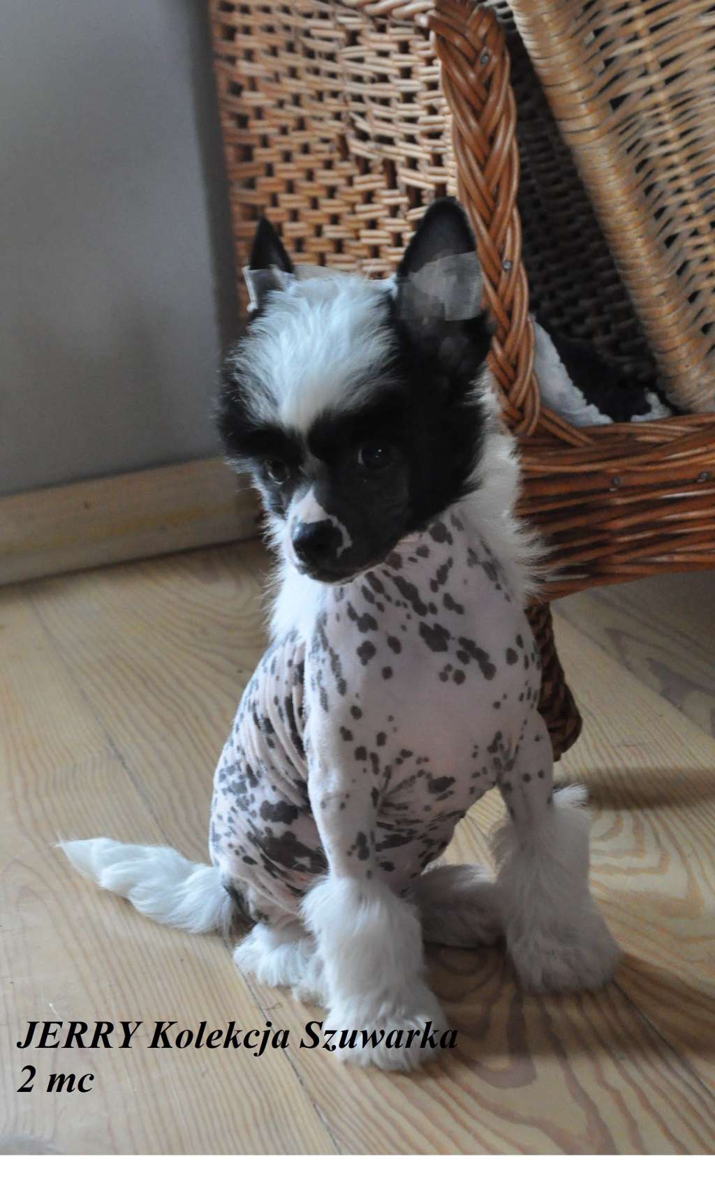 JERRY Kolekcja Szuwarka