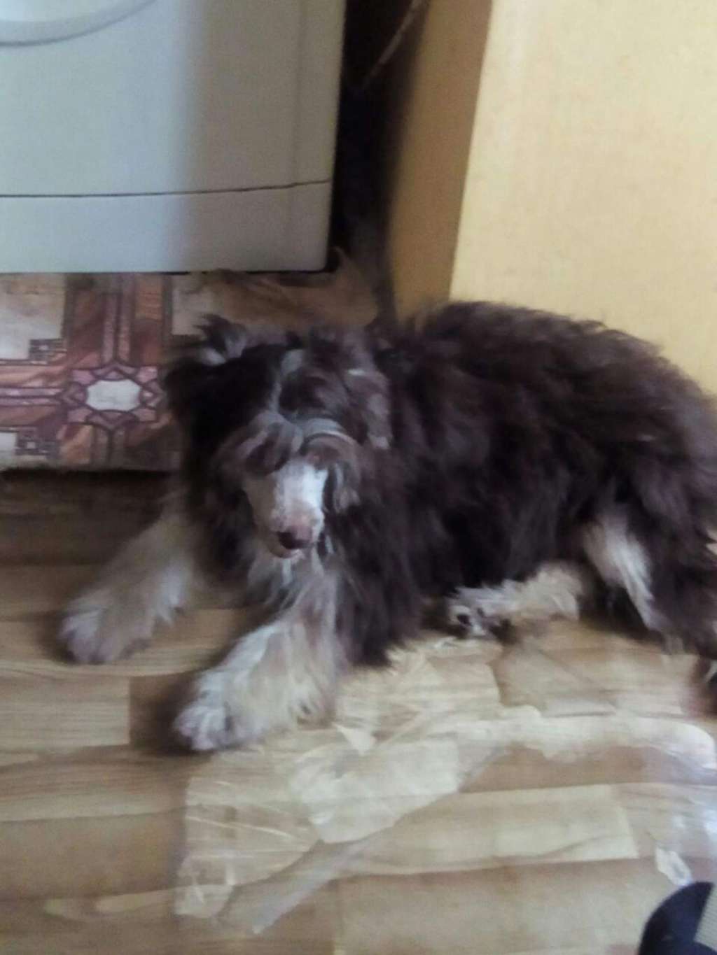 Kanis Ventus Frederic Chopin