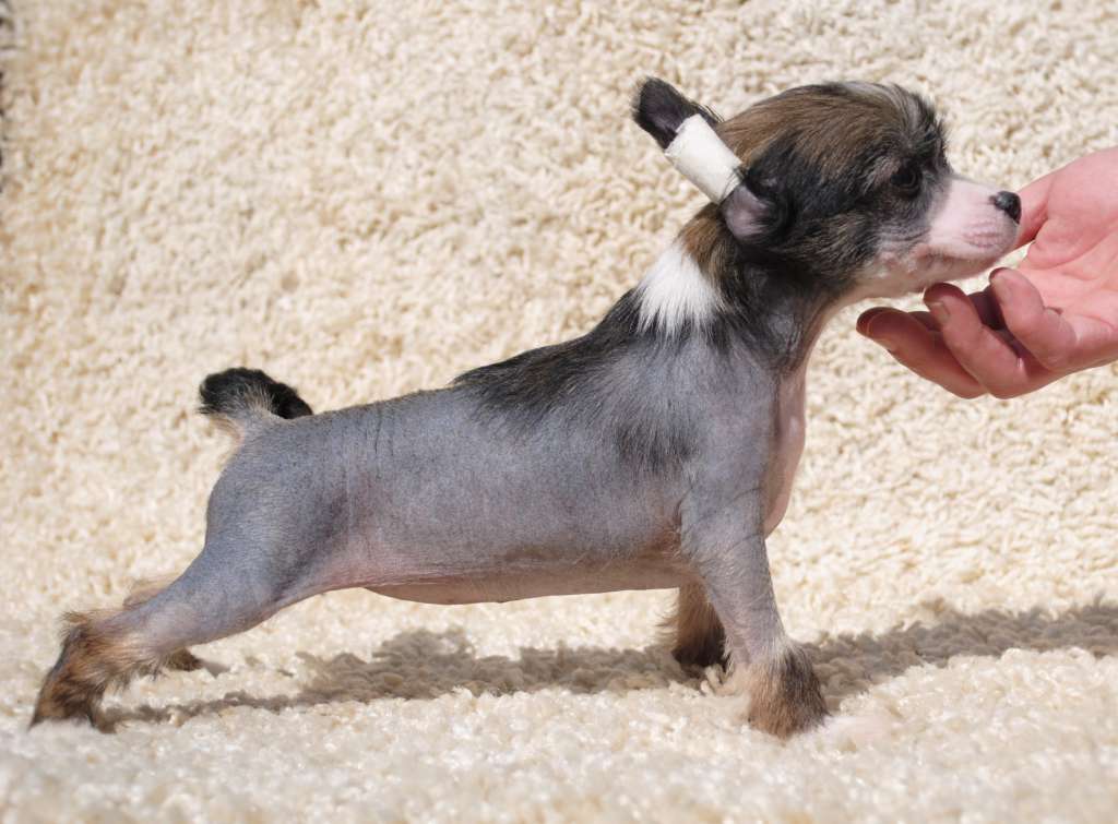 Lady Hamilton Dom Risorto CGN