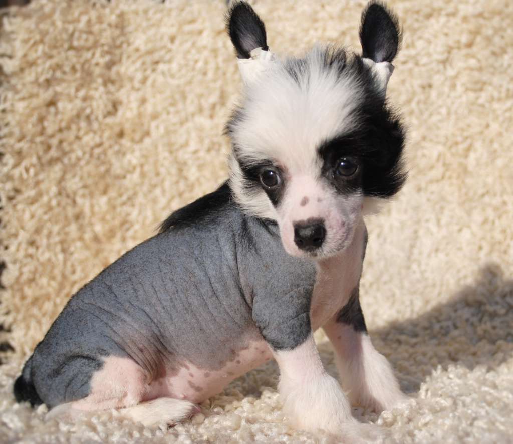 Lider Forever  Dom Risorto