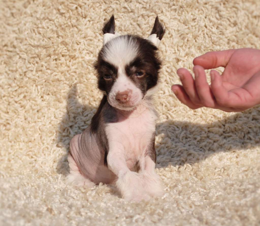 Love At First Sight Dom Risorto