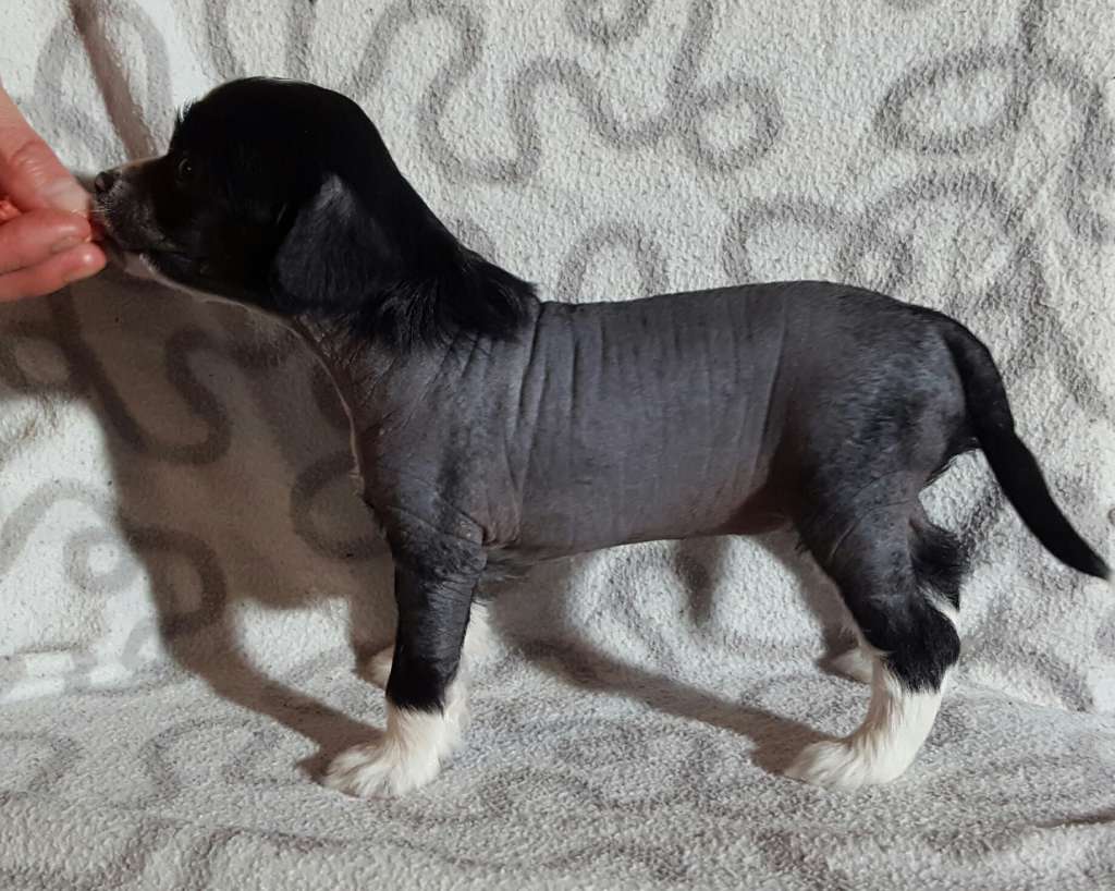 Andrakebyn's Caitlin Snow