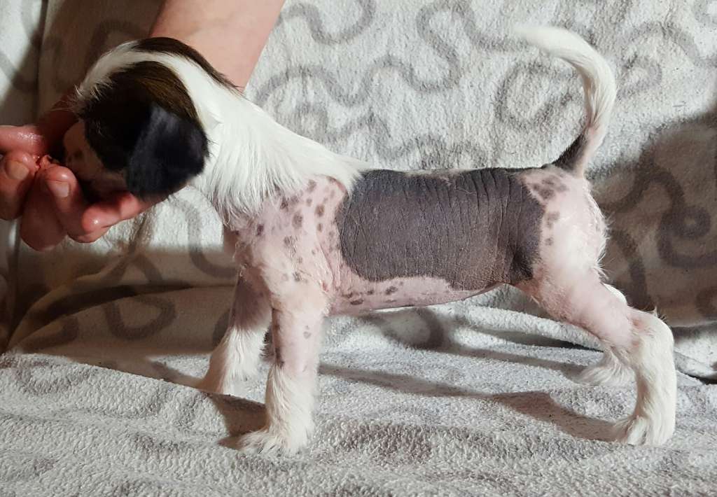 Andrakebyn's Chien Na Wei