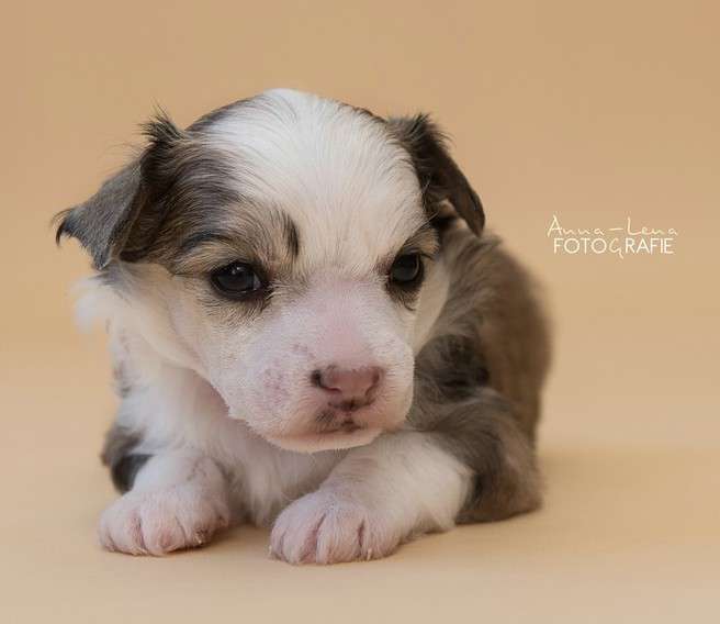 Little Rehma's James